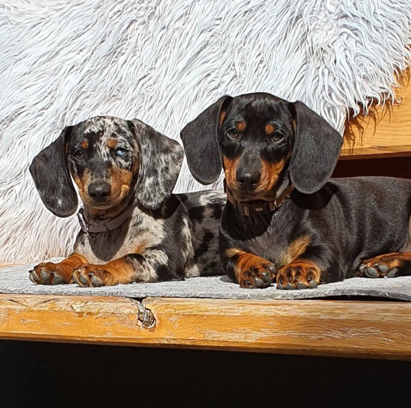 Lady & Sherlock