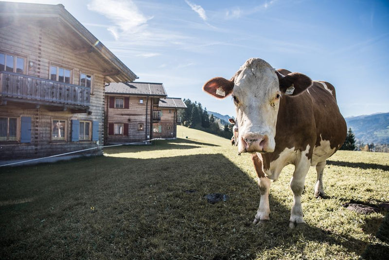 Tierwohl im Grillstodl
